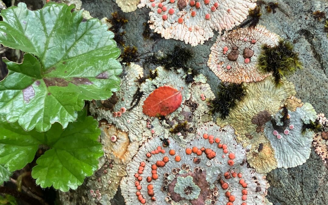 Lichens et bryophytes de la réserve de biosphère du cap Horn : les forêts en miniature du sud de la Patagonie