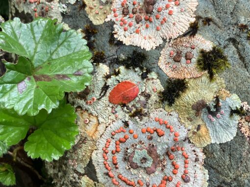 Lichens et bryophytes de la réserve de biosphère du cap Horn : les forêts en miniature du sud de la Patagonie