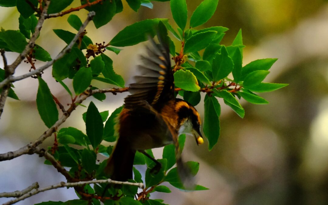 The Rayadito – Aphrastura spinicauda: an emblematic passerine of Patagonian forests and Cape Horn