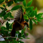 rayadito aphrastura spinicauda