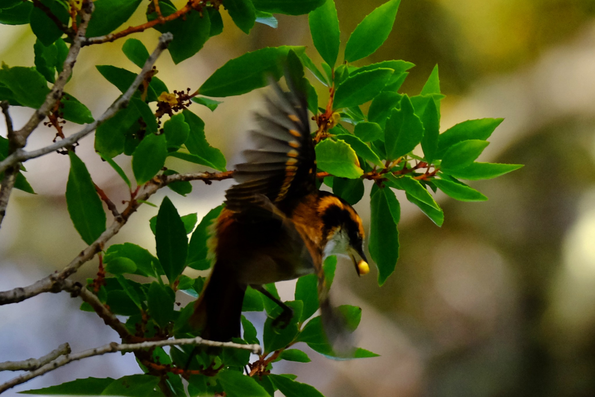 rayadito aphrastura spinicauda