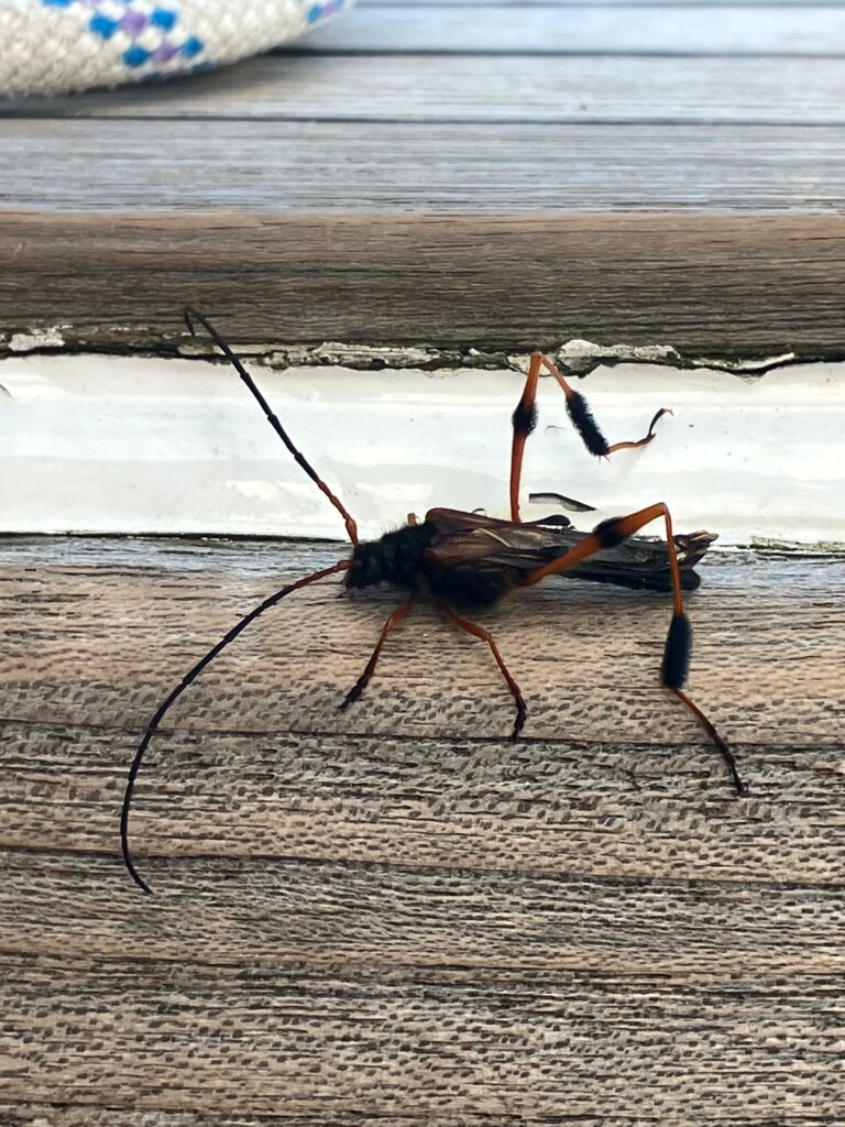 Callisphyris leptopus philippi de visite à bord du voilier Milagro le 9 avril 2026 (Expédition Karukinka, Île Hoste, Réserve de biosphère du cap Horn, Chili)
