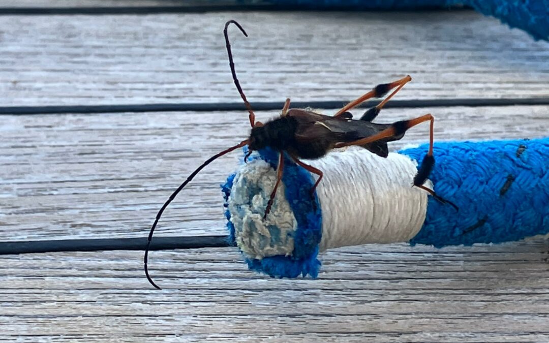 Callisphyris leptopus Philippi, una visitante de las tormentas australes
