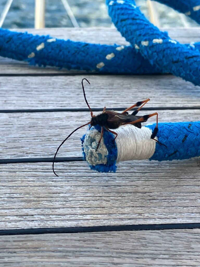 Callisphyris leptopus philippi longicornes autrals cerambycidae forêts subantarctiques