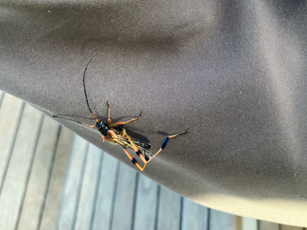 Callisphyris leptopus philippi de visite à bord du voilier Milagro le 9 avril 2026 (Expédition Karukinka, Île Hoste, Réserve de biosphère du cap Horn, Chili)