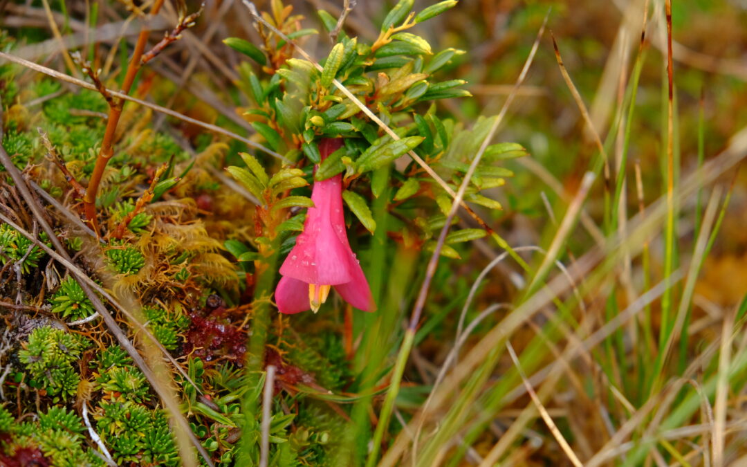 Coicopihue ou Copihue ? Philesia magellanica vs Lapageria rosea : apprendre à les différencier dans la forêt chilienne