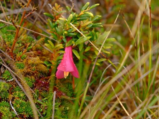 Coicopihue ou Copihue ? Philesia magellanica vs Lapageria rosea : apprendre à les différencier dans la forêt chilienne