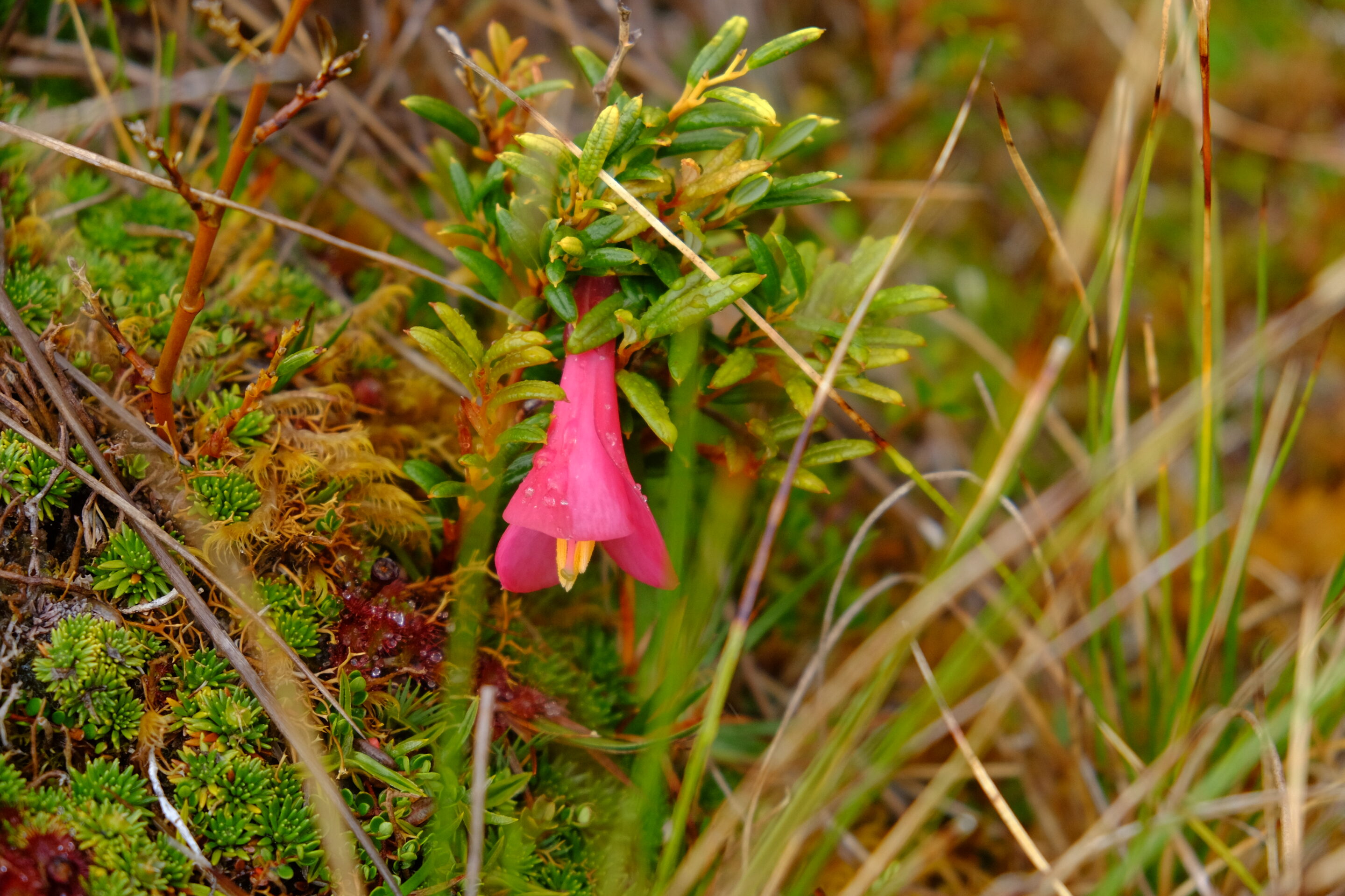 Coicopihue ou Copihue ? Philesia magellanica vs Lapageria rosea : apprendre à les différencier dans la forêt chilienne