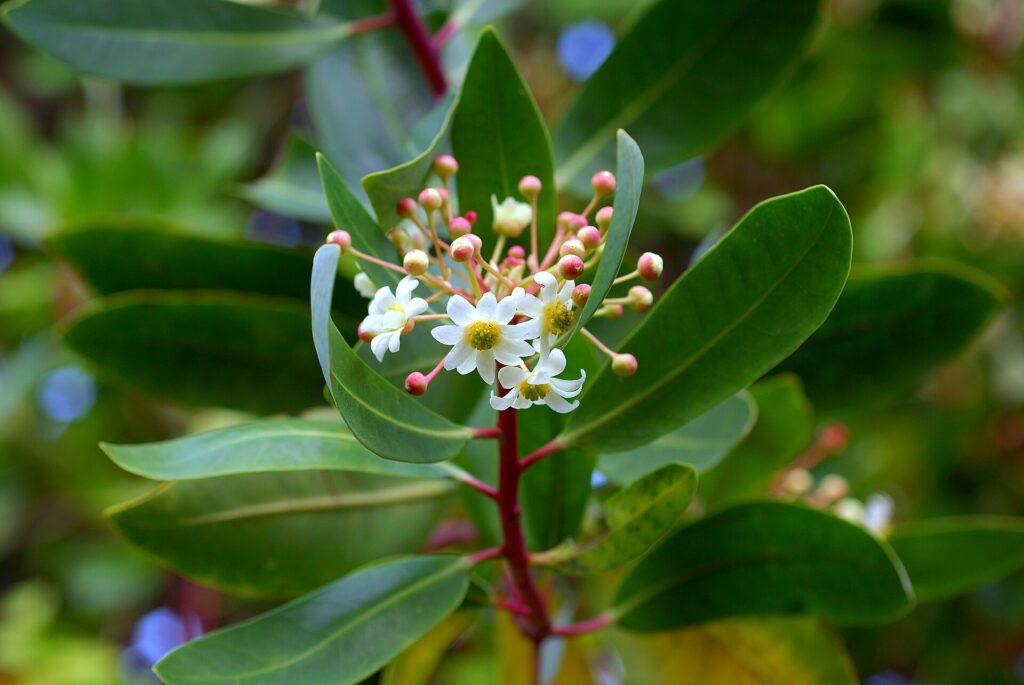 fleurs et feuillage du canelo drimys winteri winter's bark