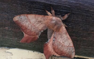 Cercophana frauenfeldii Felder, 1862 (Lepidoptera: Saturniidae) : taxonomie, écologie et présence dans l’extrême sud chilien