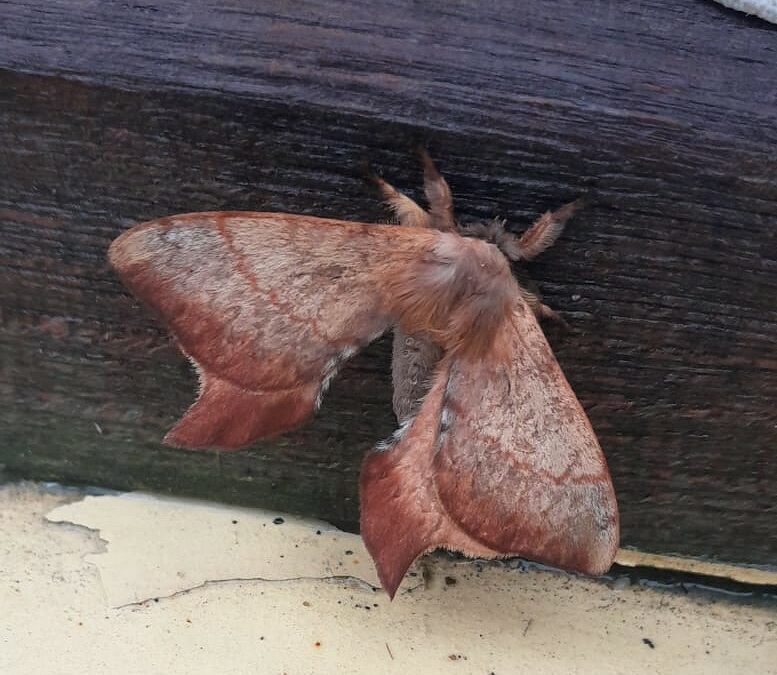 Cercophana frauenfeldii Felder, 1862 (Lepidoptera: Saturniidae): Taxonomía, ecología y presencia en el extremo sur de Chile