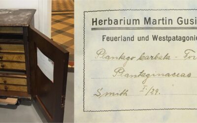 Cent ans après, l’herbier de Martin Gusinde refait surface