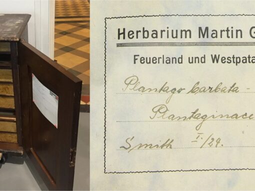 Cent ans après, l’herbier de Martin Gusinde refait surface